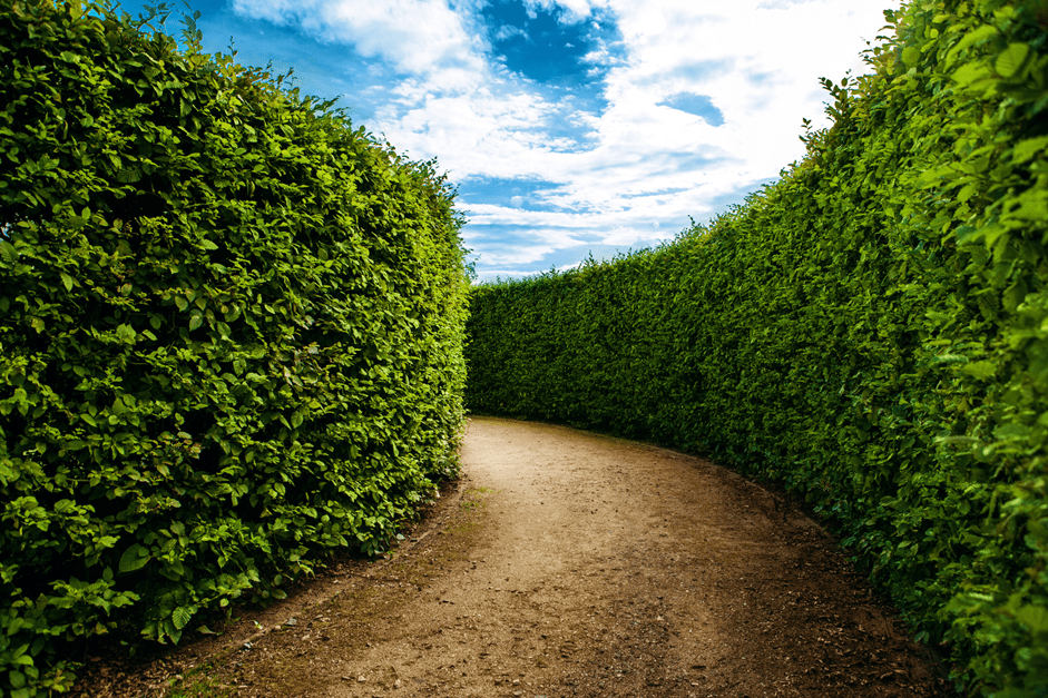  an image of a hedge maze 